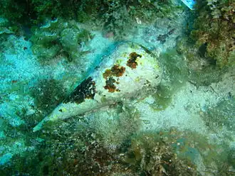 Campanile symbolicum