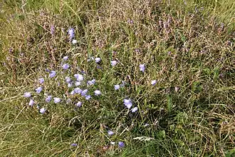 Associatie van schapengras en tijm met grasklokje en struikhei