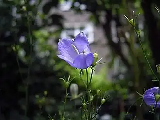 Campanula baumgartenii