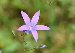 Campanula patula een bedektzadige (weideklokje)