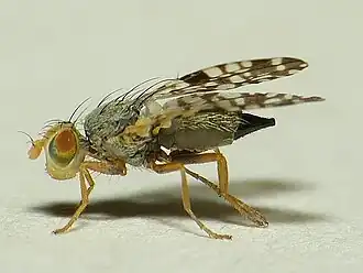 Kleine bijvoetboorvlieg