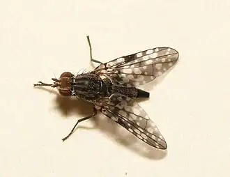 Donkere alsemboorvlieg