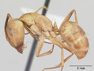 Camponotus absquatulator