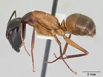 Camponotus acutirostris