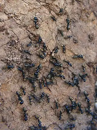 Camponotus aeneopilosus