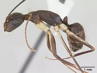 Camponotus albicoxis