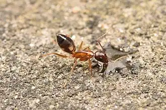 Camponotus albosparsus