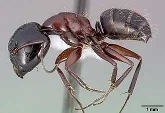 Camponotus anthrax