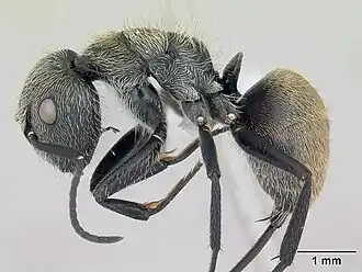 Camponotus arboreus