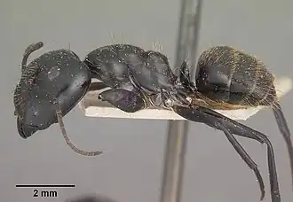 Camponotus arminius