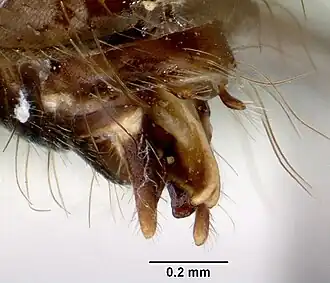 Camponotus armstrongi