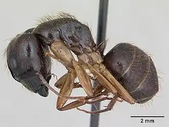Camponotus atriceps
