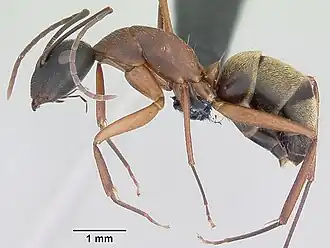 Camponotus aurosus