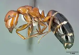 Camponotus bakeri