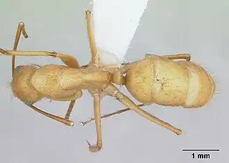 Camponotus balzani