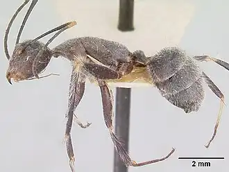 Camponotus batesii