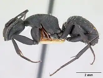 Camponotus bayeri
