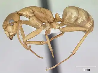 Camponotus bonariensis