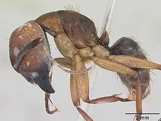 Camponotus borellii