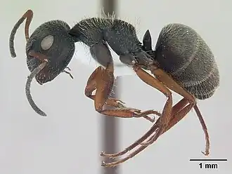 Camponotus brasiliensis