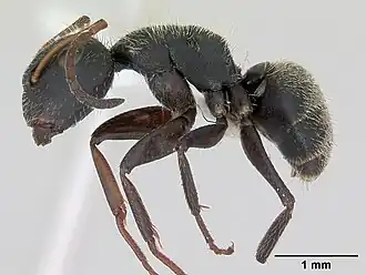 Camponotus brettesi