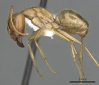 Camponotus buddhae