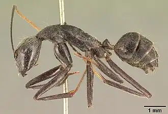 Camponotus butteli