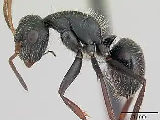 Camponotus cameranoi