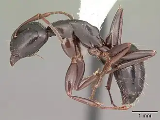 Camponotus caryae