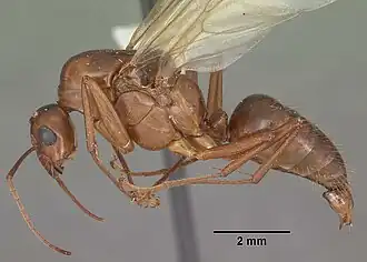 Camponotus castaneus