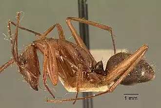 Camponotus cervicalis