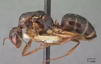 Camponotus christi