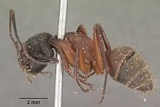 Camponotus chromaiodes