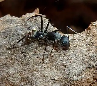 Camponotus cinctellus