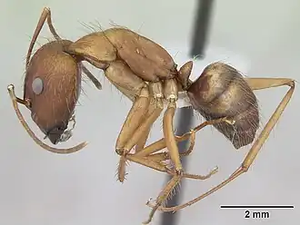 Camponotus cingulatus