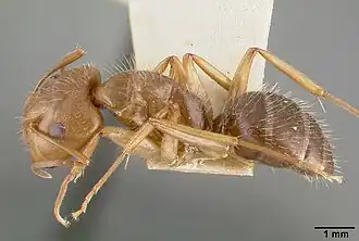 Camponotus cocosensis