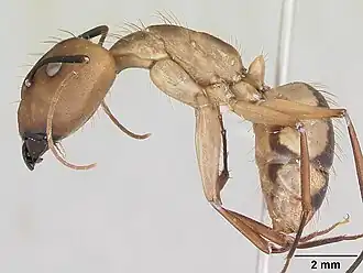 Camponotus coloratus