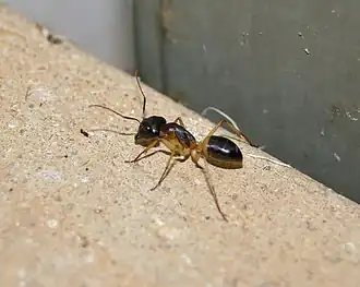Camponotus consobrinus