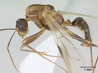 Camponotus conspicuus