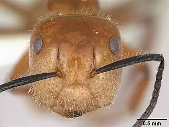 Camponotus constructor