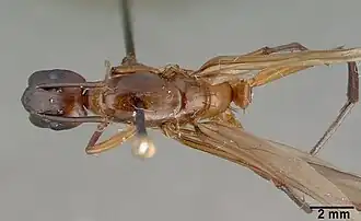 Camponotus convexiclypeus