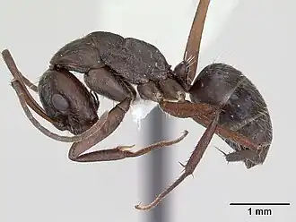 Camponotus coruscus