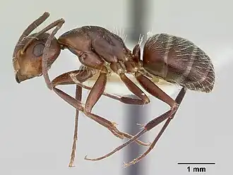 Camponotus cuauhtemoc