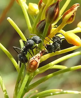 Camponotus cubangensis