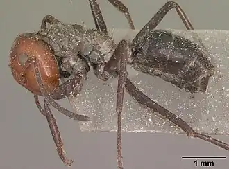 Camponotus cylindricus
