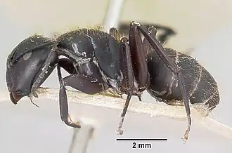 Camponotus darwinii