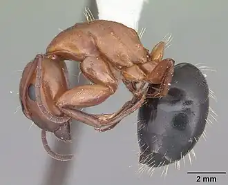 Camponotus decipiens
