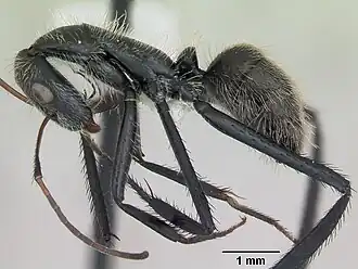 Camponotus depressus