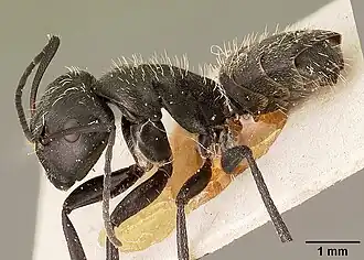 Camponotus descarpentriesi