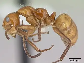 Camponotus dimorphus